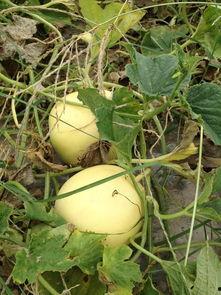 现现吃瓜,现现吃瓜，一窥明星幕后生活  第1张